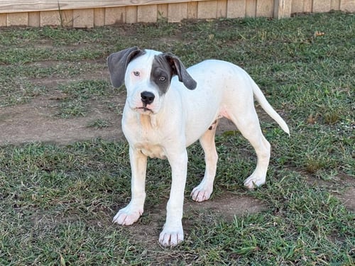 THIMBLE - SEWING LITTER - Pit Bull Terrier / American Staffordshire Terrier available for adoption