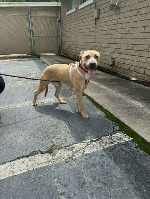 BLUE - American Pit Bull Terrier / Terrier available for adoption