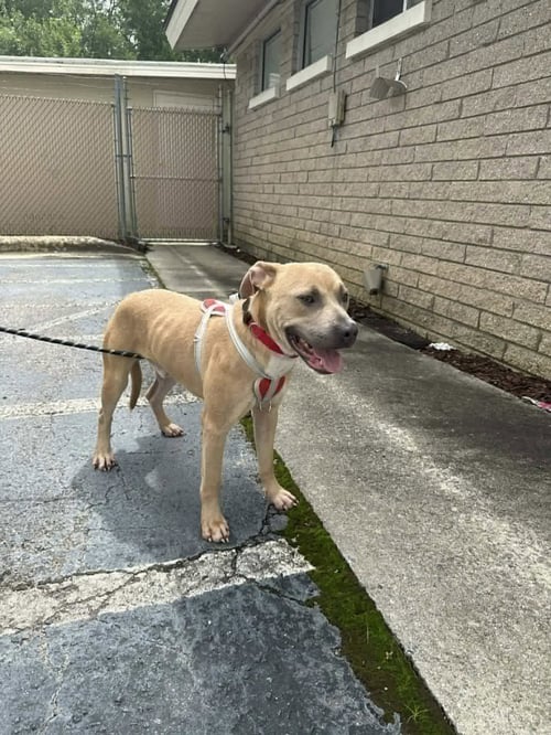 BLUE - American Pit Bull Terrier / Terrier available for adoption