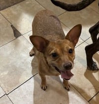 Bambi  [bonded to Sheba] - Photo 16
