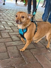 Bambi  [bonded to Sheba] - Photo 6