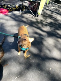Bambi  [bonded to Sheba] - Photo 18