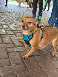 Bambi  [bonded to Sheba] - Photo 8
