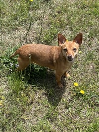 Bambi  [bonded to Sheba] - Photo 2