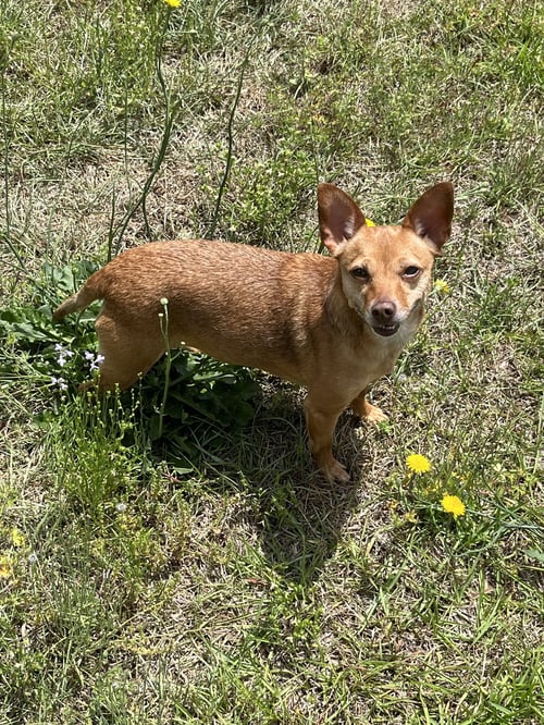 BAMBI  [BONDED TO SHEBA] - Chihuahua available for adoption