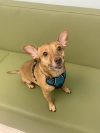 Bambi  [bonded to Sheba] - Photo 7