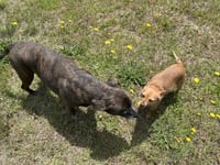 Bambi  [bonded to Sheba] - Photo 3