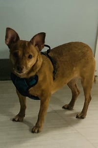 Bambi  [bonded to Sheba] - Photo 12