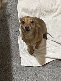 Bambi  [bonded to Sheba] - Photo 15