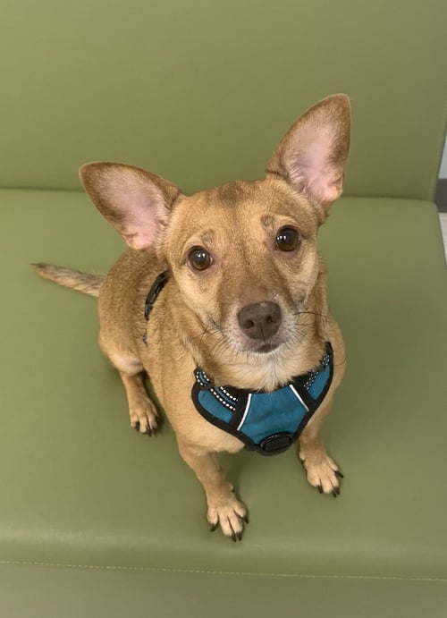 BAMBI  [BONDED TO SHEBA] - Chihuahua available for adoption