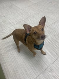Bambi  [bonded to Sheba] - Photo 13