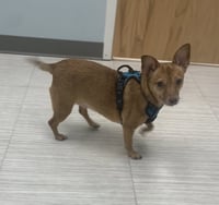 Bambi  [bonded to Sheba] - Photo 14