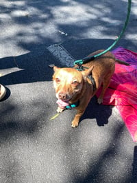 Bambi  [bonded to Sheba] - Photo 17