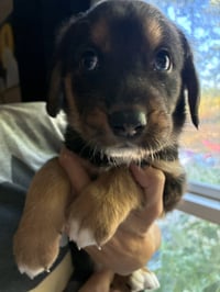 Miney - Brinleys Litter - Photo 2