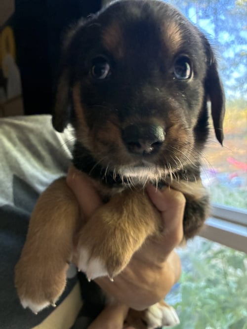 MINEY - BRINLEYS LITTER - Coonhound available for adoption
