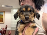 Miney - Brinleys Litter - Photo 1