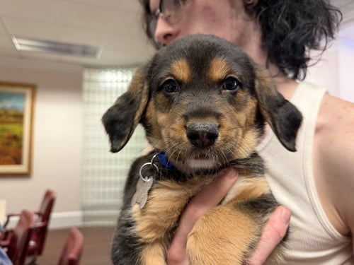 MINEY - BRINLEYS LITTER - Coonhound available for adoption
