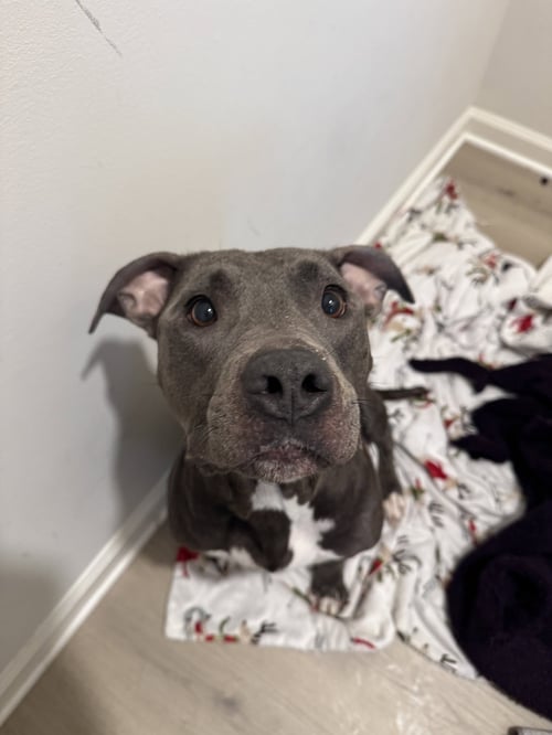 MILWAUKEE - American Pit Bull Terrier available for adoption