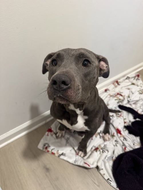 MILWAUKEE - American Pit Bull Terrier available for adoption