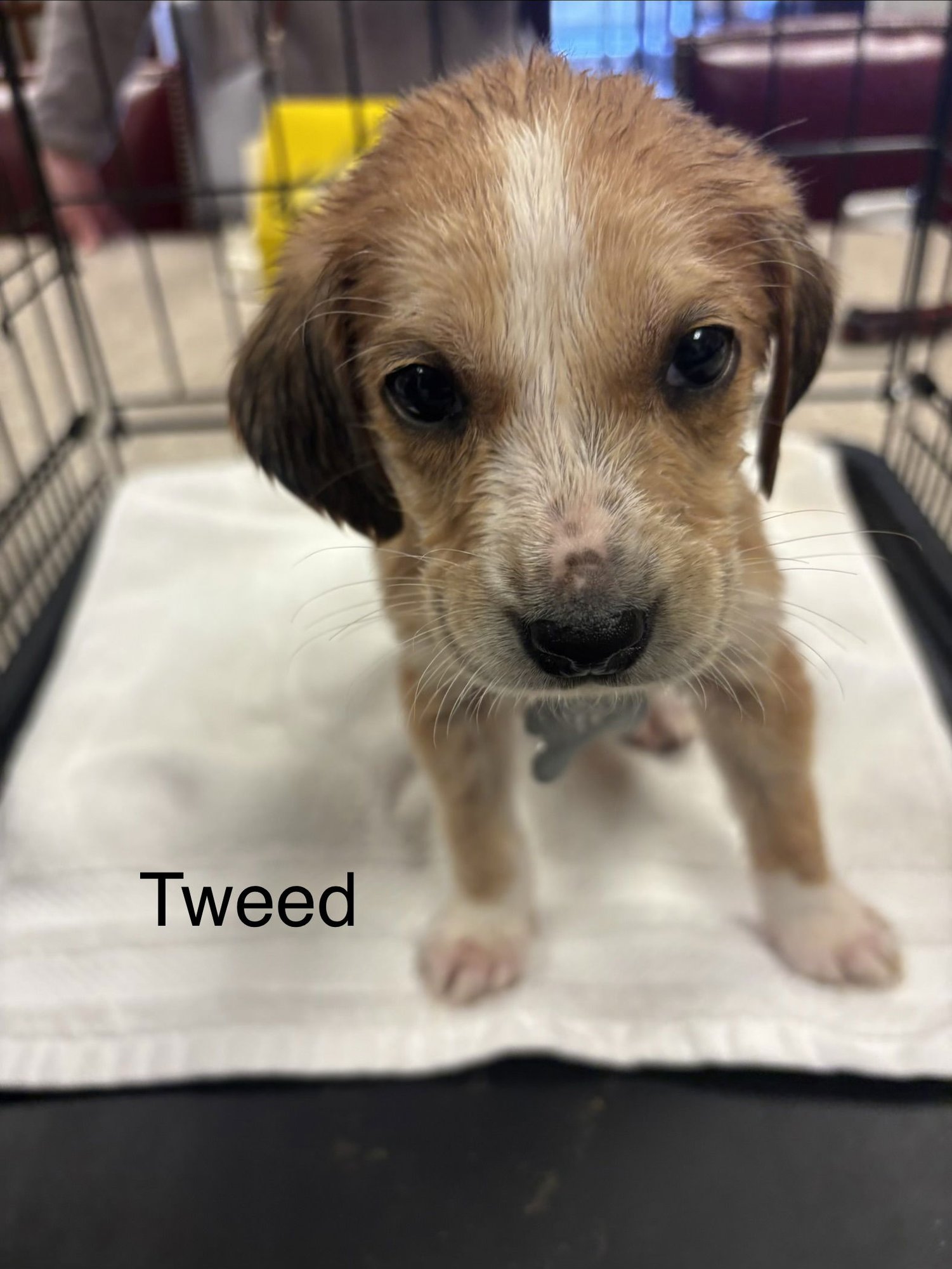 TWEED - Beagle available for adoption