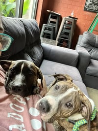 Jimmy - Louisiana Litter - Photo 15