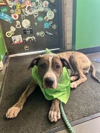 Jimmy - Louisiana Litter - Photo 13