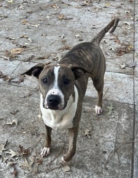 Jimmy - Louisiana Litter - Photo 9