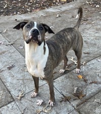 Jimmy - Louisiana Litter - Photo 10