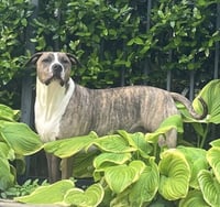 Jimmy - Louisiana Litter - Photo 6