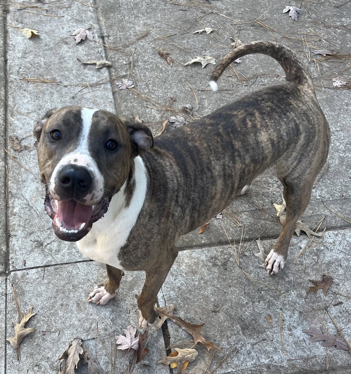 Jimmy - Louisiana Litter Image