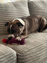 Jimmy - Louisiana Litter - Photo 8