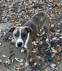 Jimmy - Louisiana Litter - Photo 11