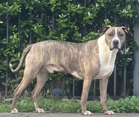 Jimmy - Louisiana Litter - Photo 5