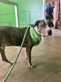 Jimmy - Louisiana Litter - Photo 14