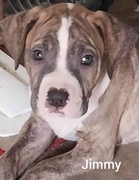 Jimmy - Louisiana Litter - Photo 17