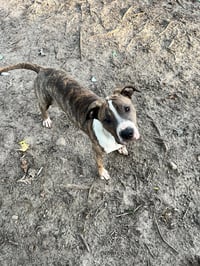 Jimmy - Louisiana Litter - Photo 16