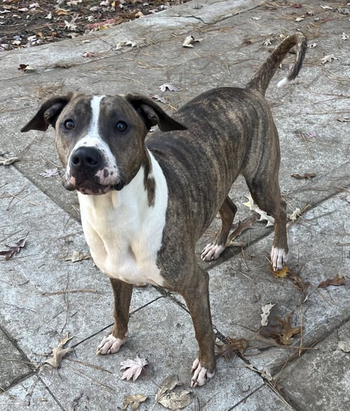 JIMMY - LOUISIANA LITTER - Terrier available for adoption