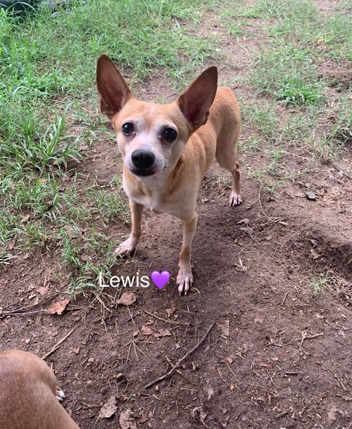 LEWIS [BONDED TO STEVE] - Chihuahua available for adoption