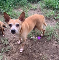 Lewis [bonded to Steve] - Photo 1