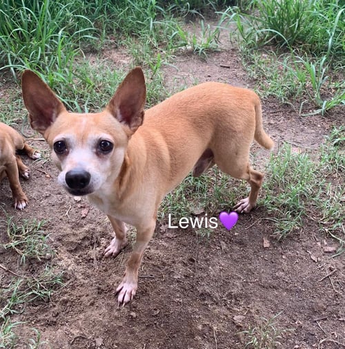 LEWIS [BONDED TO STEVE] - Chihuahua available for adoption