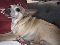 Lewis [bonded to Steve] - Photo 3