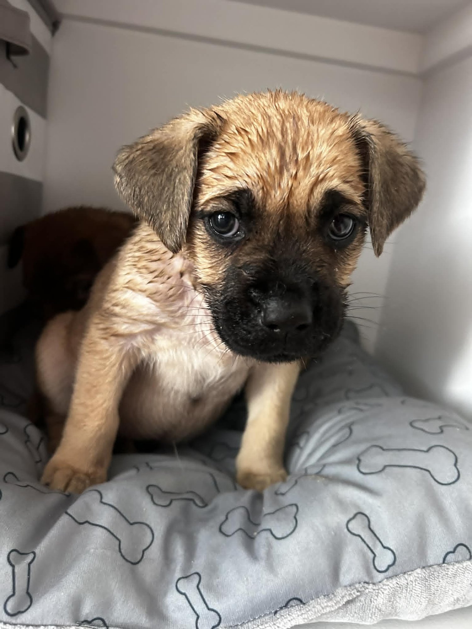 STELLA - BEER LITTER - Shepherd / Hound available for adoption