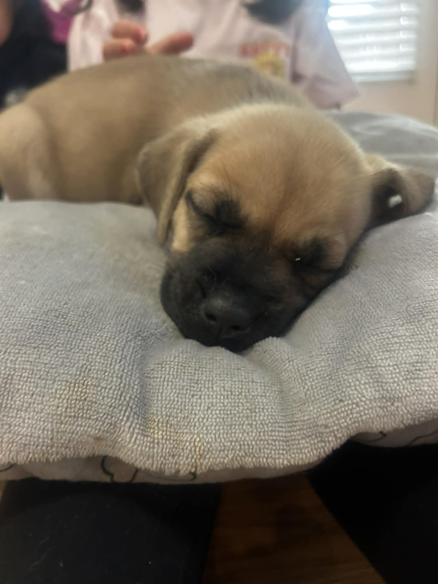 STELLA - BEER LITTER - Shepherd / Hound available for adoption