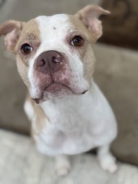 Roxie - tree litter mama - Photo 1