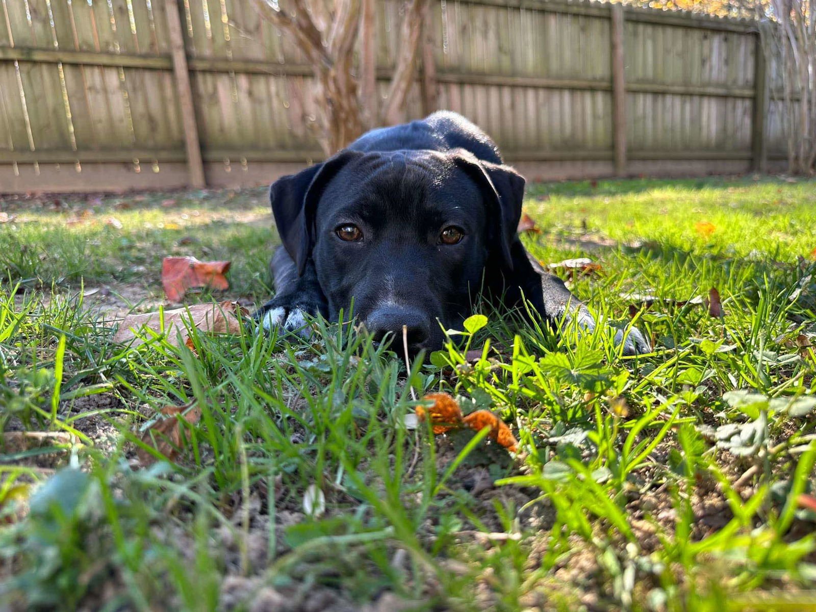SEBASTIAN AKA SEA BASS - Labrador Retriever / Terrier available for adoption
