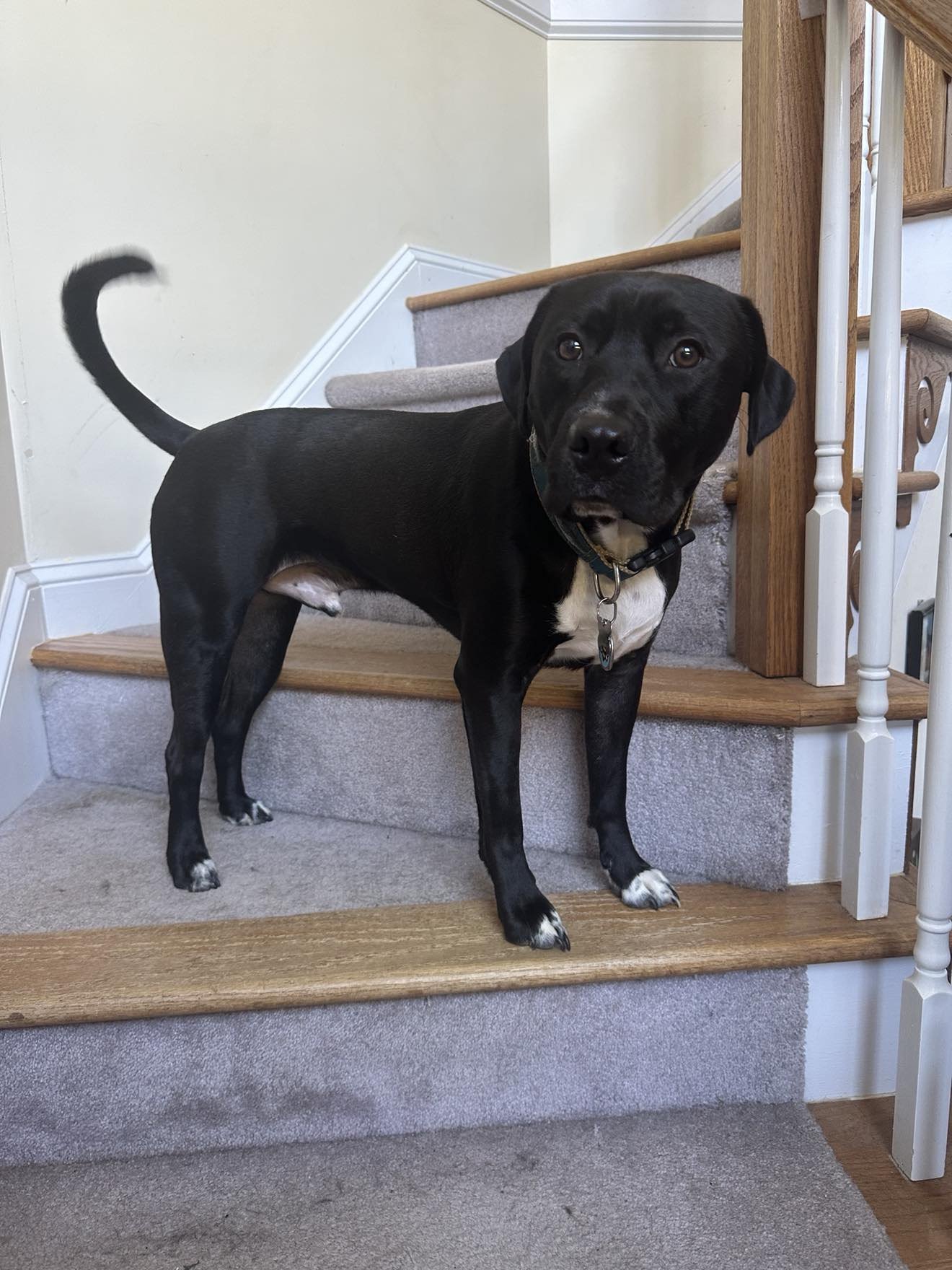 SEBASTIAN AKA SEA BASS - Labrador Retriever / Terrier available for adoption