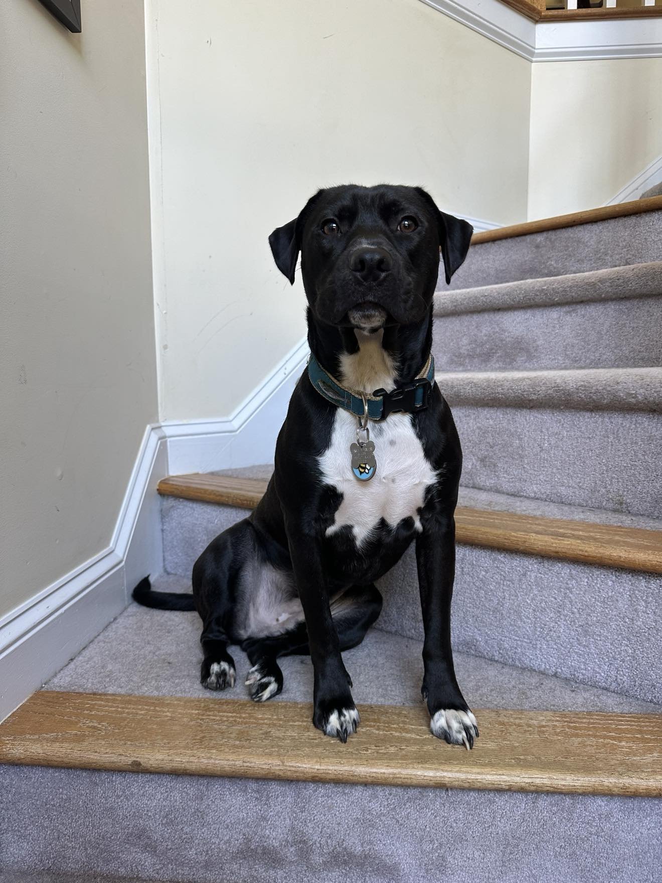 Sebastian aka Sea Bass - Photo 3