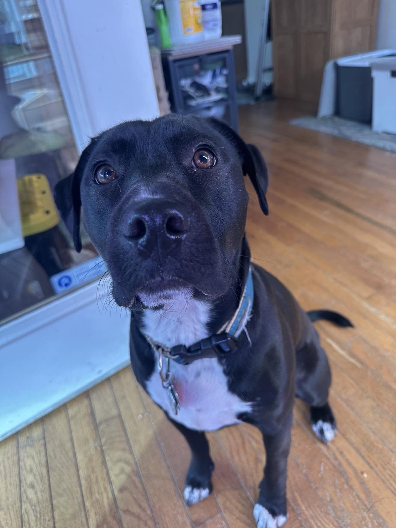 Sebastian aka Sea Bass - Photo 4