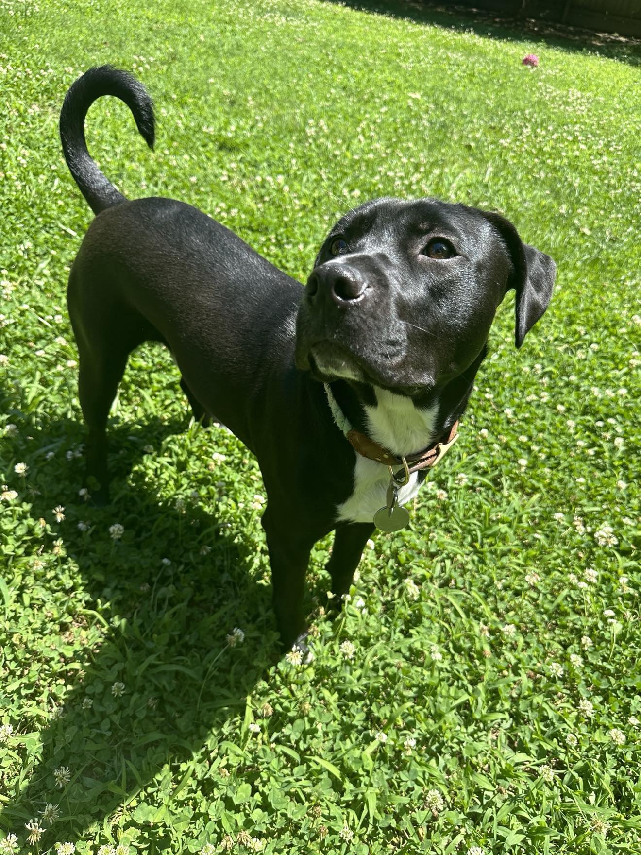 Sebastian aka Sea Bass - Photo 5