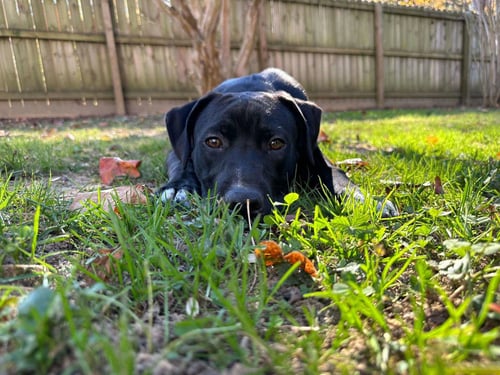 SEBASTIAN AKA SEA BASS - Labrador Retriever / Terrier available for adoption